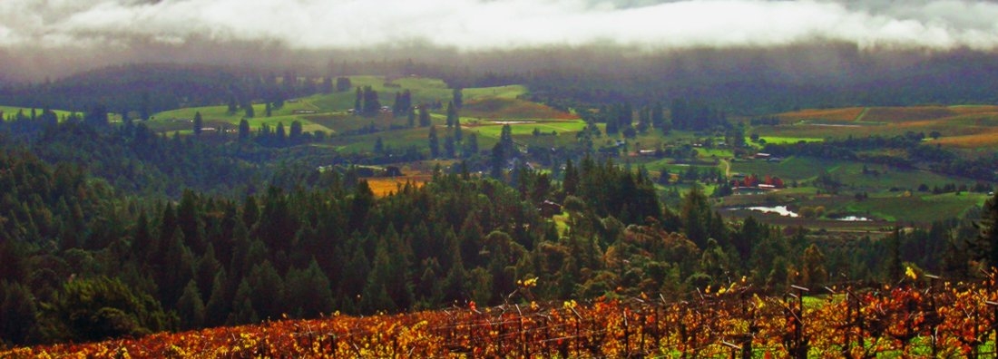 Slide 2- vineyards